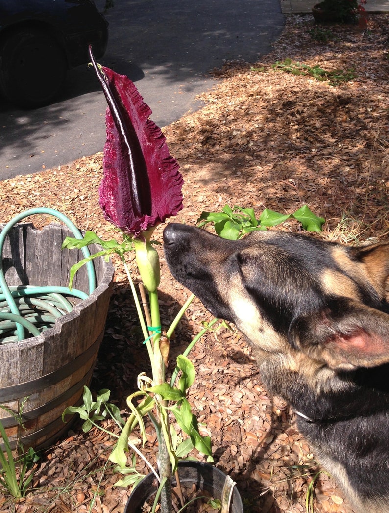 Dragon Arum (Dracunculus vulgaris) gothic exotic hardy perennial, rare tropical looking plant, easy to grow, 1 POTTED BULB afbeelding 9