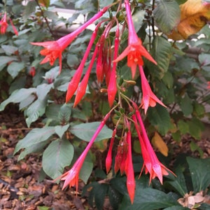 Fucsia Gartenmeister (Fuchsia triphylla), exótica flor naranja, favorita de los colibríes, planta de patio que ama la sombra, PLANTA VIVA EN MACETA imagen 4