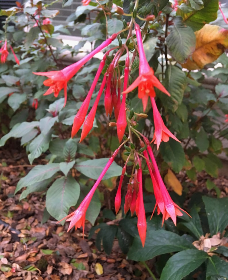 Fucsia Gartenmeister (Fuchsia triphylla), exótica flor naranja, favorita de los colibríes, planta de patio que ama la sombra, PLANTA VIVA EN MACETA imagen 4