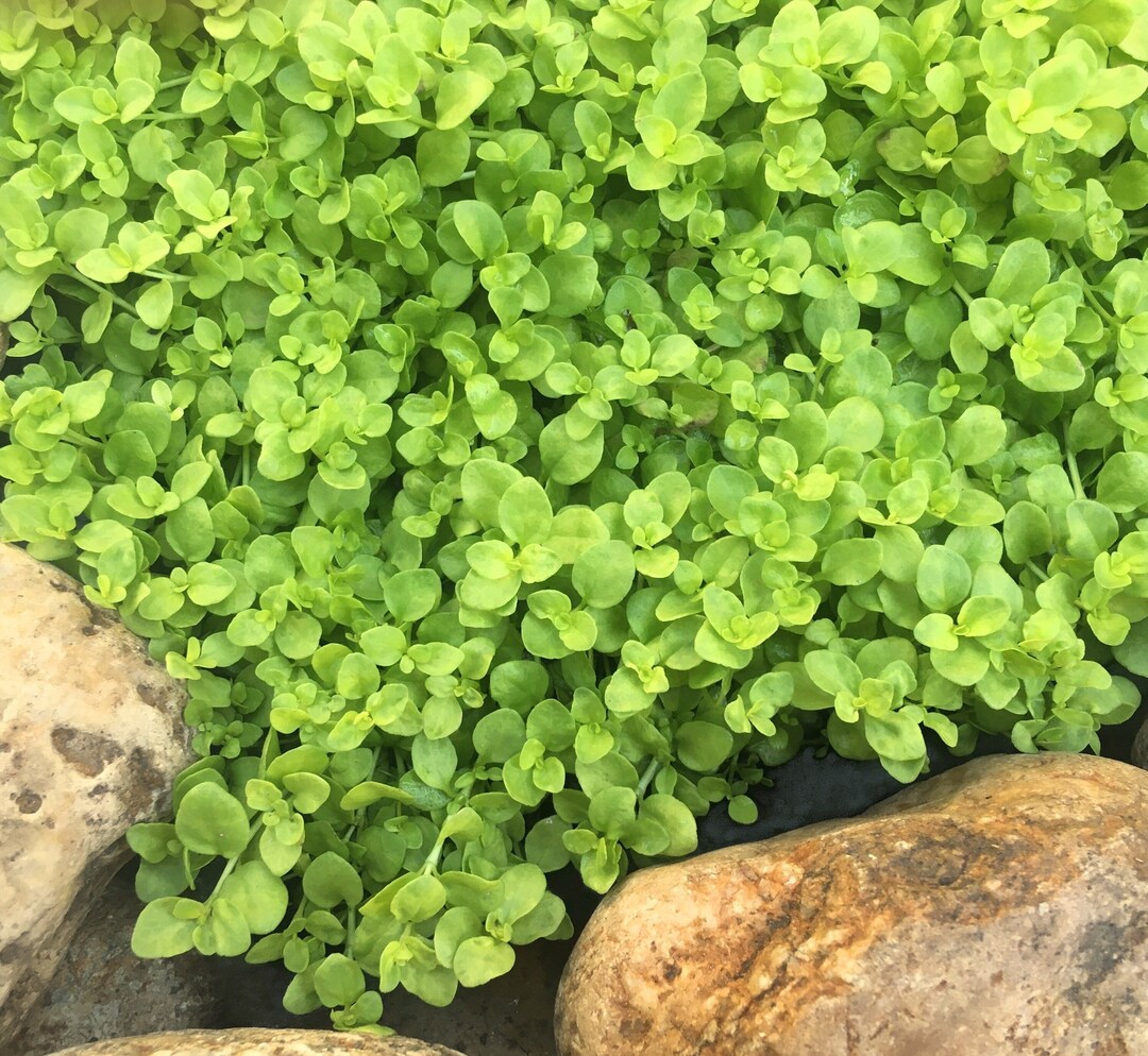 Creeping Speedwell, Veronica Repens 'sunshine', Perennial Groundcover