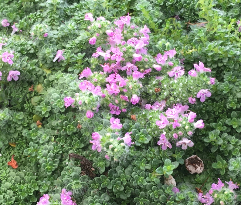 Miniature Creeping Thyme Elfin, Thymus serpyllum, fragrant groundcover for sun, tolerates foot traffic, attracts pollinators, LIVE PLANT image 3