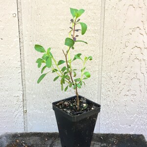 Puede incluir: Una peque&ntilde;a planta verde con tallos morados que crece en una maceta de pl&aacute;stico negra. La planta est&aacute; en una maceta peque&ntilde;a y est&aacute; lista para ser plantada en el suelo.