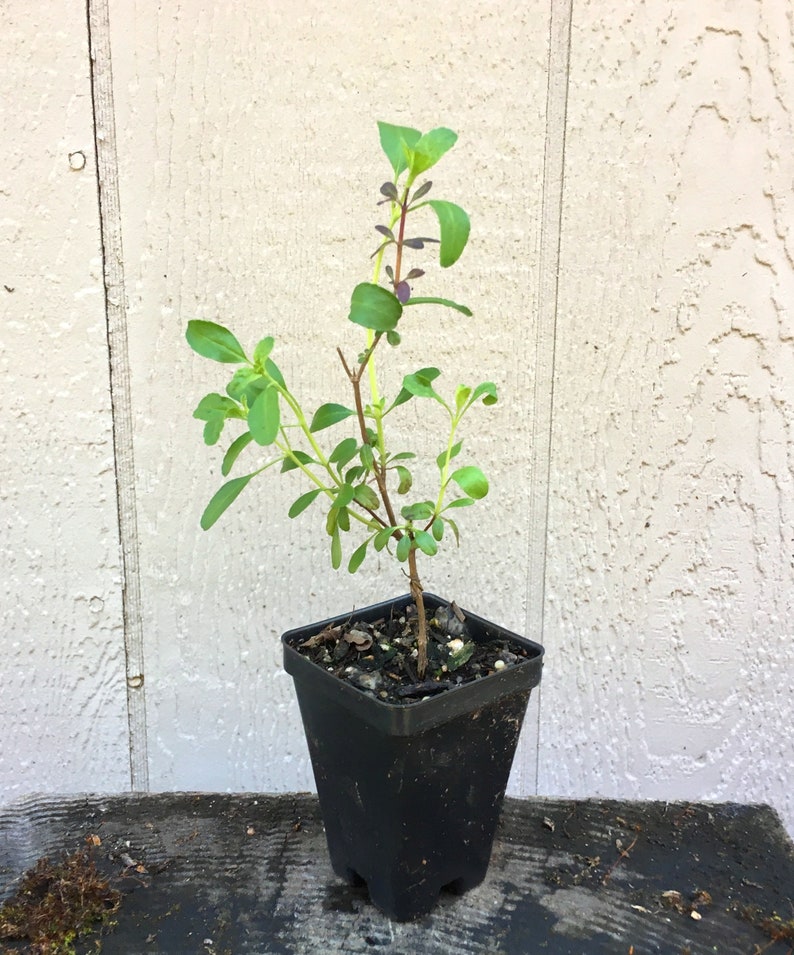Puede incluir: Una peque&ntilde;a planta verde con tallos morados que crece en una maceta de pl&aacute;stico negra. La planta est&aacute; en una maceta peque&ntilde;a y est&aacute; lista para ser plantada en el suelo.