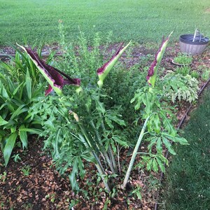 Op de afbeelding: Een handgemaakt houten bord met de tekst "Welkom" in een speels lettertype. Het bord heeft een verweerde afwerking en een eenvoudig, rustiek ontwerp, perfect voor een voordeur. Het bord is ongeveer 30 cm breed.