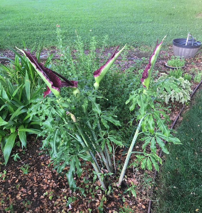 Op de afbeelding: Een handgemaakt houten bord met de tekst "Welkom" in een speels lettertype. Het bord heeft een verweerde afwerking en een eenvoudig, rustiek ontwerp, perfect voor een voordeur. Het bord is ongeveer 30 cm breed.