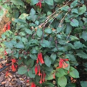 Fucsia Gartenmeister (Fuchsia triphylla), exótica flor naranja, favorita de los colibríes, planta de patio que ama la sombra, PLANTA VIVA EN MACETA imagen 3