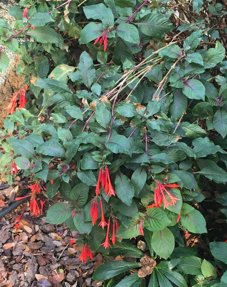 Fucsia Gartenmeister (Fuchsia triphylla), exótica flor naranja, favorita de los colibríes, planta de patio que ama la sombra, PLANTA VIVA EN MACETA imagen 3