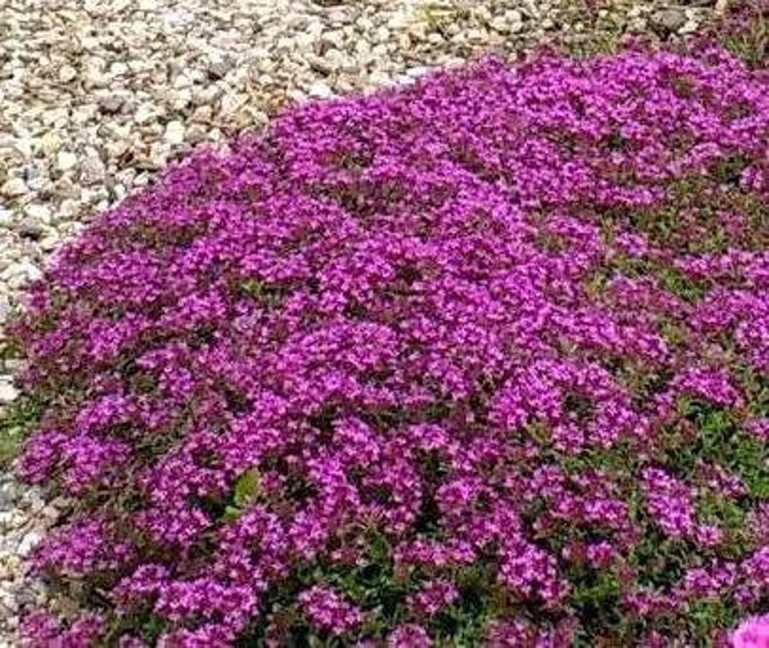 Red Creeping Thyme, Thymus Praecox 'coccineus', Fragrant Groundcover