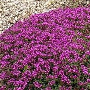 Red Creeping Thyme (Thymus praecox 'Coccineus') fragrant groundcover, tolerates foot traffic, attracts butterflies, LIVE STARTER PLANTS