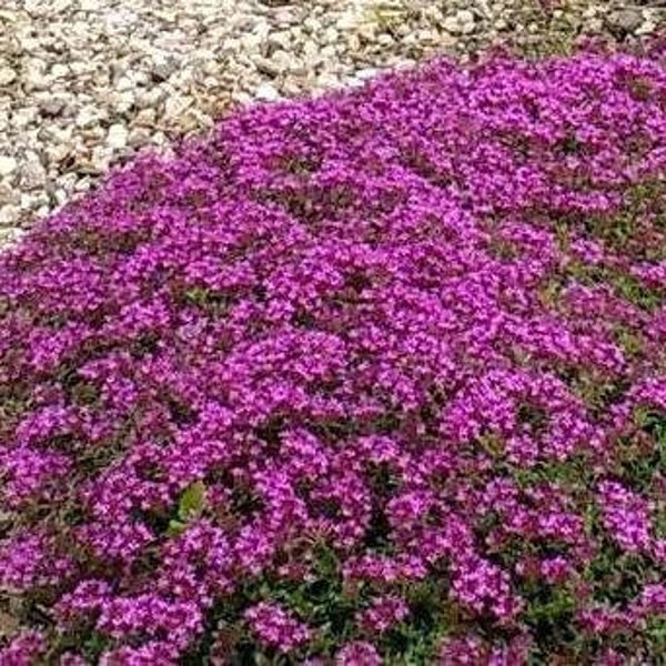 Red Creeping Thyme, Thymus praecox 'Coccineus', fragrant groundcover, tolerates foot traffic, attracts butterflies, LIVE STARTER PLANT