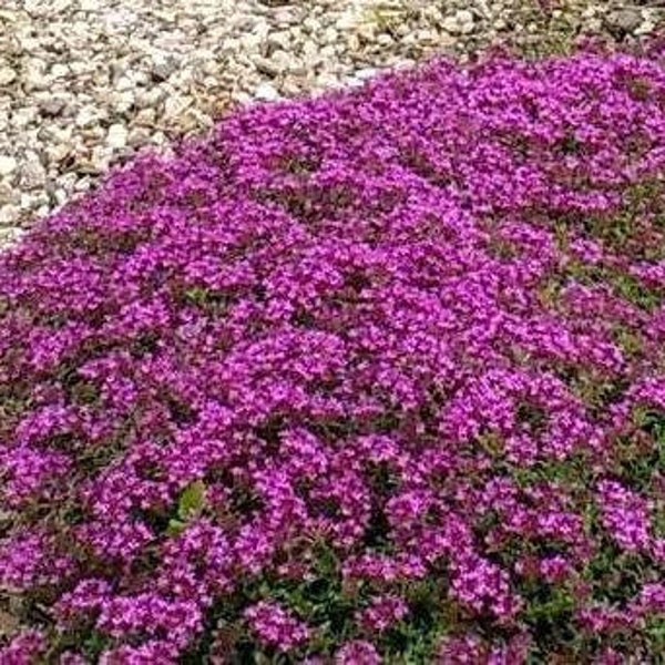 Creeping Thyme Plugs (You'll Enjoy) Etsy