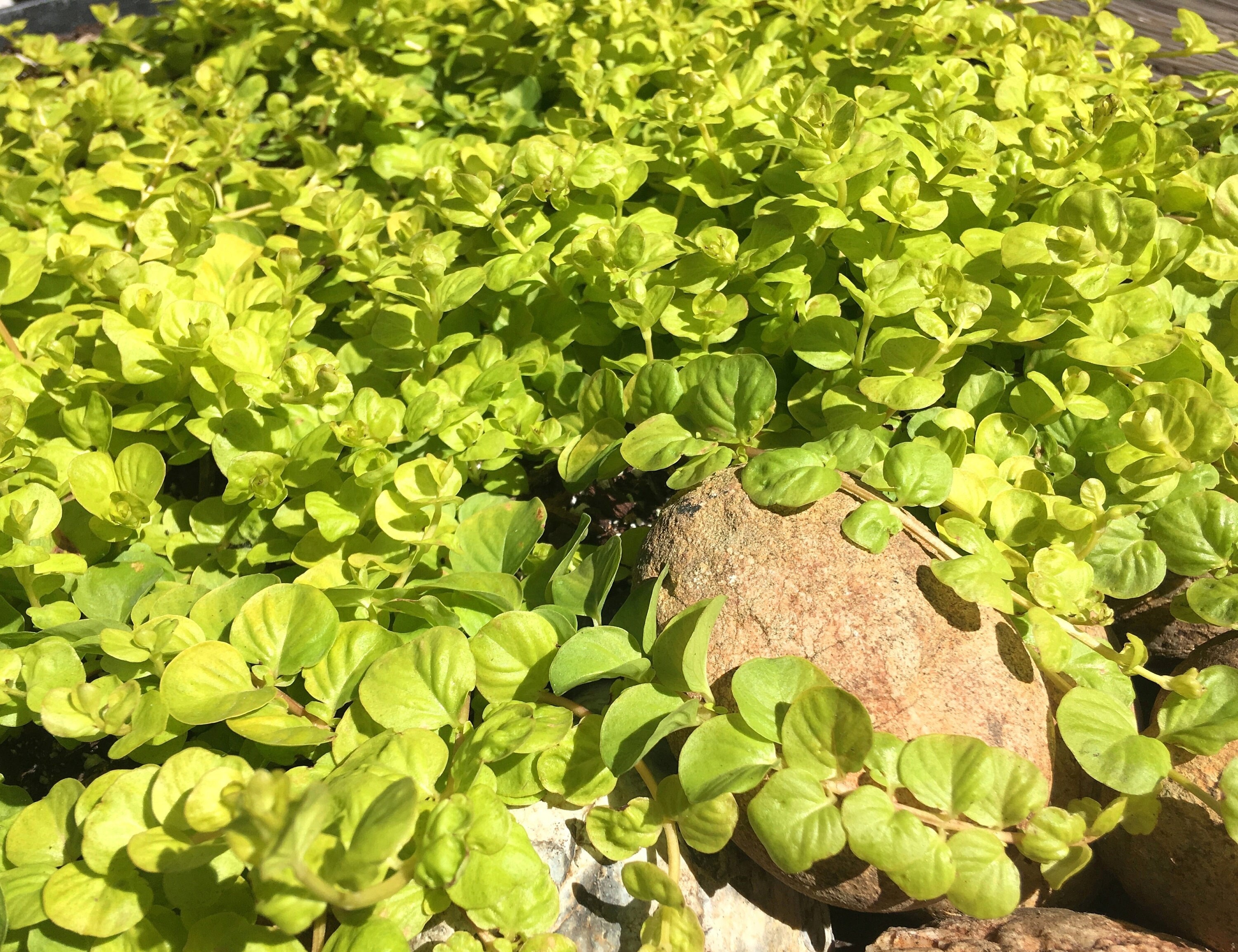 Golden Creeping Jenny, Lysimachia nummularia 'Aurea', Gold Moneywort, ornamental ground cover or container plant, LIVE STARTER PLANTS
