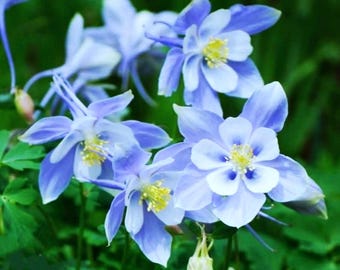 Rocky Mountain Columbine (Aquilegia caerulea) Colorado Blue Columbine, attract butterflies and hummingbirds, easy to grow, LIVE POTTED PLANT