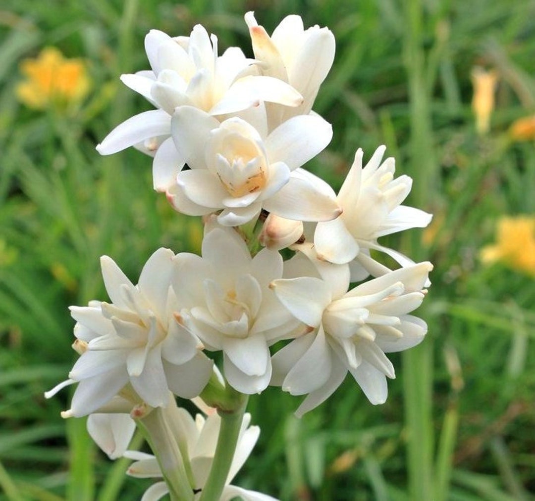 Double Tuberose the Pearl, Rajnigandha, Agave Amica Aka Polianthes