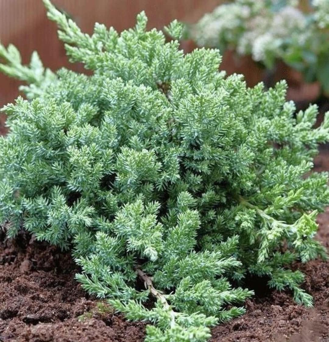 新品未使用　IBUKI JUNIPER il_1080xN.6199120763_oa4v.jpg