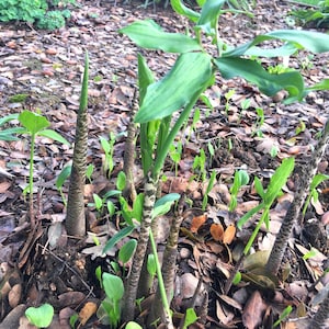 Dragon Arum (Dracunculus vulgaris) gothic exotic hardy perennial, rare tropical looking plant, easy to grow, 1 POTTED BULB afbeelding 2