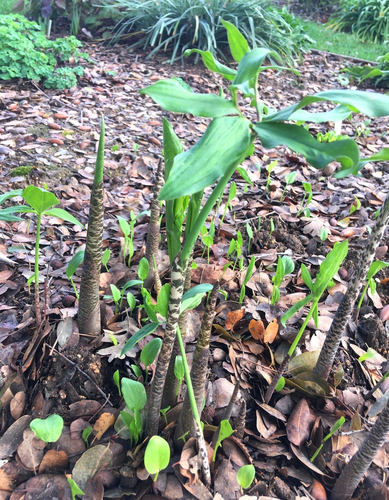 Dragon Arum (Dracunculus vulgaris) gothic exotic hardy perennial, rare tropical looking plant, easy to grow, 1 POTTED BULB afbeelding 2