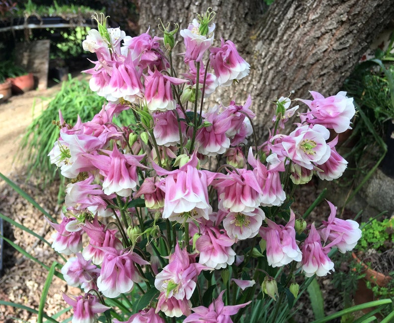 K&ouml;nnte beinhalten: Ein Strau&szlig; rosa und wei&szlig;er Akelei-Blumen mit wei&szlig;en R&auml;ndern. Die Bl&uuml;ten sind in voller Bl&uuml;te und haben eine zarte, glockenf&ouml;rmige Erscheinung.