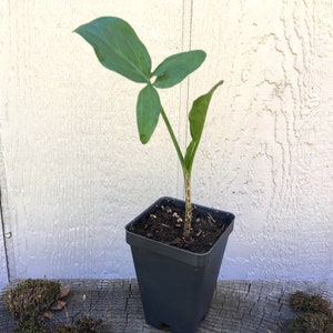 Dragon Arum (Dracunculus vulgaris) gothic exotic hardy perennial, rare tropical looking plant, easy to grow, 1 POTTED BULB afbeelding 10