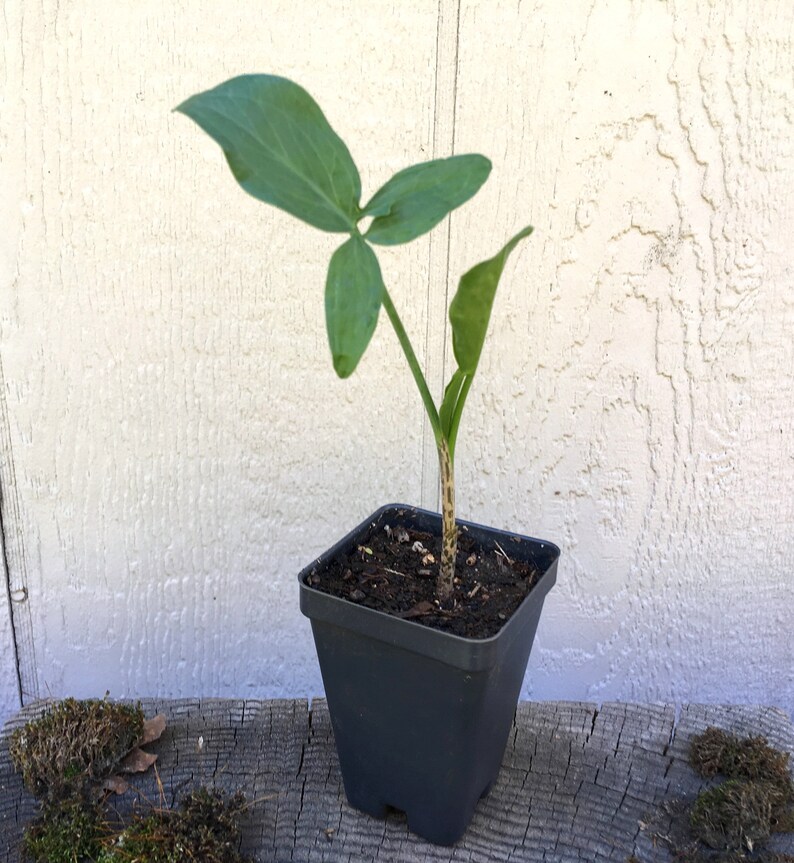 Dragon Arum (Dracunculus vulgaris) gothic exotic hardy perennial, rare tropical looking plant, easy to grow, 1 POTTED BULB afbeelding 10