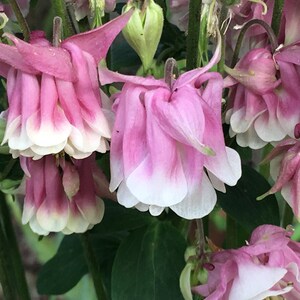 K&ouml;nnte beinhalten: Nahaufnahme von rosa und wei&szlig;en Akelei-Bl&uuml;ten mit gr&uuml;nem Laub im Hintergrund.