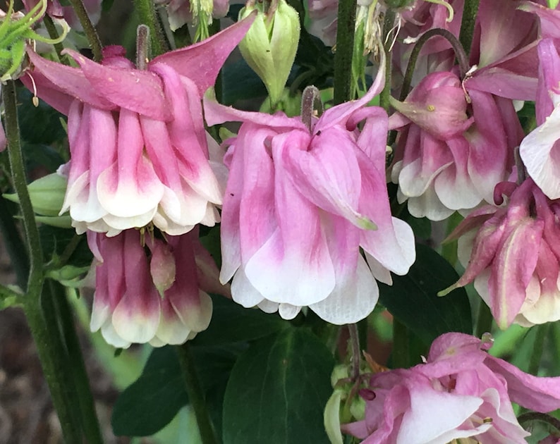 K&ouml;nnte beinhalten: Nahaufnahme von rosa und wei&szlig;en Akelei-Bl&uuml;ten mit gr&uuml;nem Laub im Hintergrund.