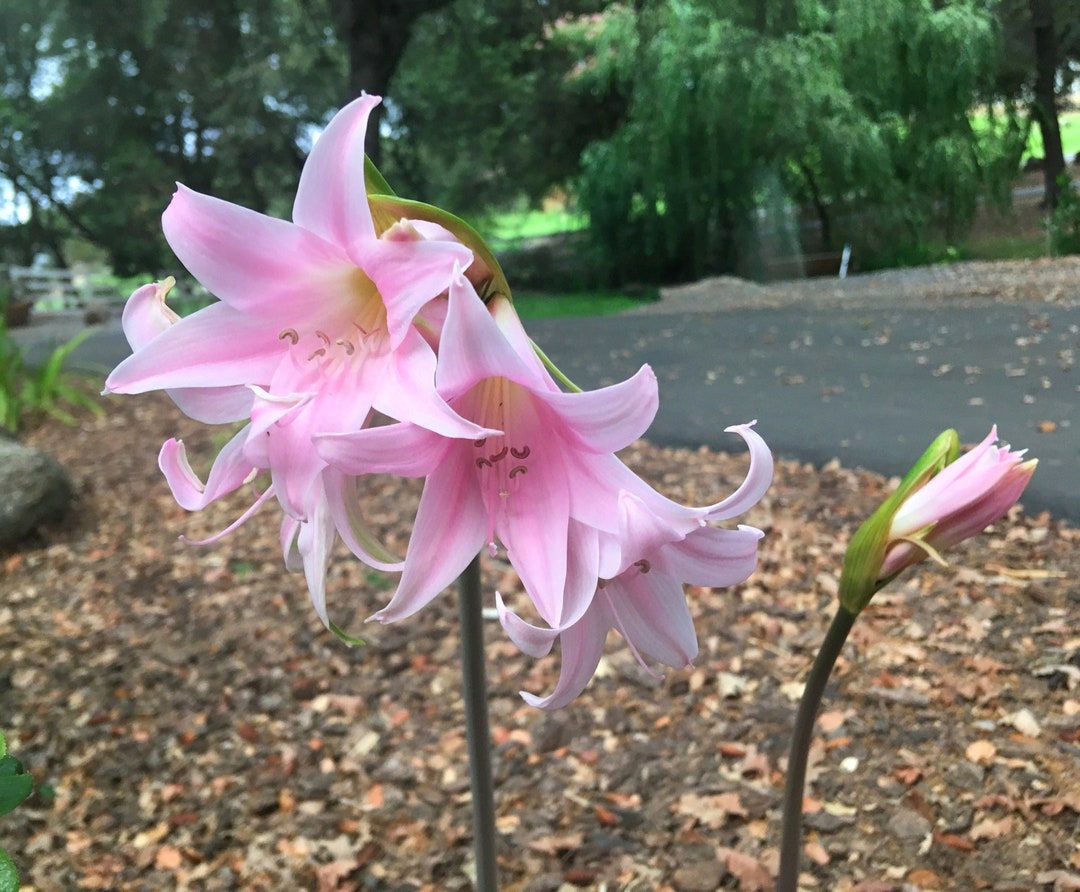 Surprise Lily, Naked Ladies Bulbs, Jersey Lily, Resurrection Lily, Magic Lily, Easy to Grow