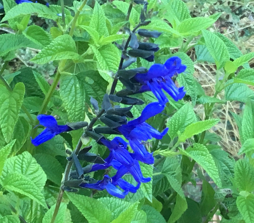 Salvia Guaranitica Black And Blue Anise Sage Fragrant Butterflies salvia-guaranitica-black-and-blue-anise-sage-fragrant-butterflies