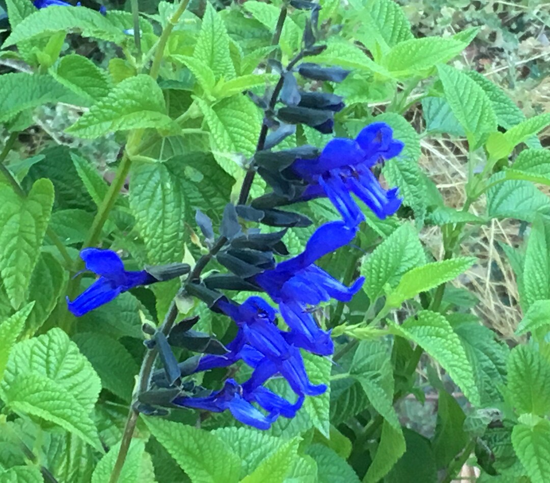 Salvia Guaranitica Black And Blue Anise Sage Fragrant Butterflies Salvia Guaranitica Black And Blue Anise Sage Fragrant Butterflies