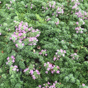 Miniature Creeping Thyme Elfin, Thymus serpyllum, fragrant groundcover for sun, tolerates foot traffic, attracts pollinators, LIVE PLANT image 2