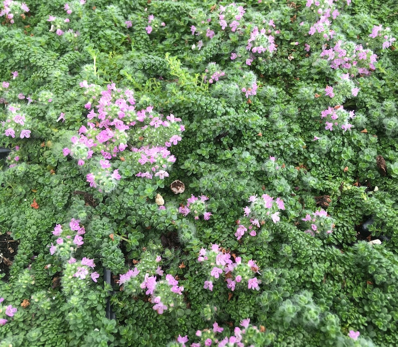Miniature Creeping Thyme Elfin, Thymus serpyllum, fragrant groundcover for sun, tolerates foot traffic, attracts pollinators, LIVE PLANT image 2