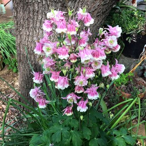 K&ouml;nnte beinhalten: Eine Gruppe von rosa und wei&szlig;en Akelei-Bl&uuml;ten mit gr&uuml;nen Bl&auml;ttern, die in einem Garten wachsen.