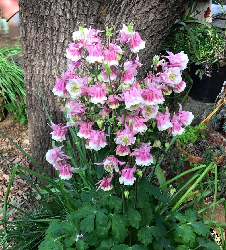 K&ouml;nnte beinhalten: Eine Gruppe von rosa und wei&szlig;en Akelei-Bl&uuml;ten mit gr&uuml;nen Bl&auml;ttern, die in einem Garten wachsen.