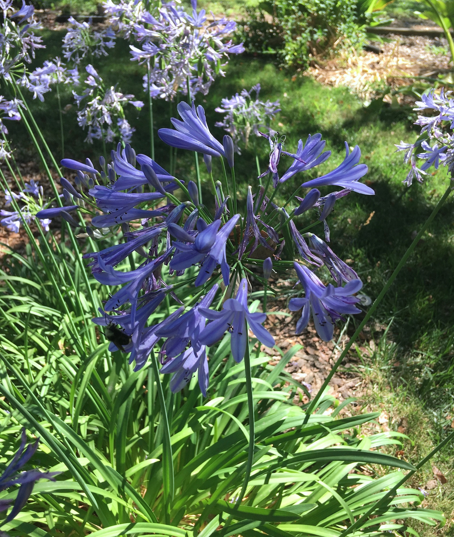 Agapanthus Deer Resistant