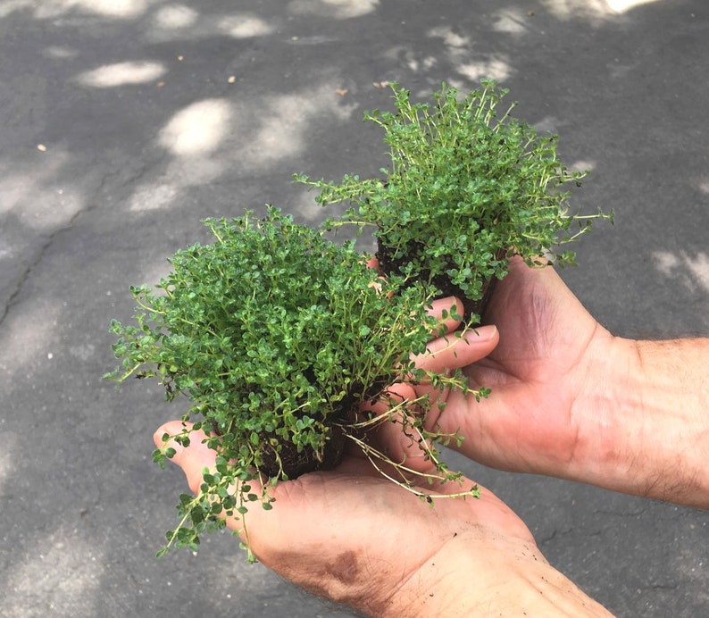 Miniature Creeping Thyme Elfin, Thymus serpyllum, fragrant groundcover for sun, tolerates foot traffic, attracts pollinators, LIVE PLANT 2 plugs NO pot