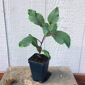 Fucsia Gartenmeister (Fuchsia triphylla), exótica flor naranja, favorita de los colibríes, planta de patio que ama la sombra, PLANTA VIVA EN MACETA imagen 6