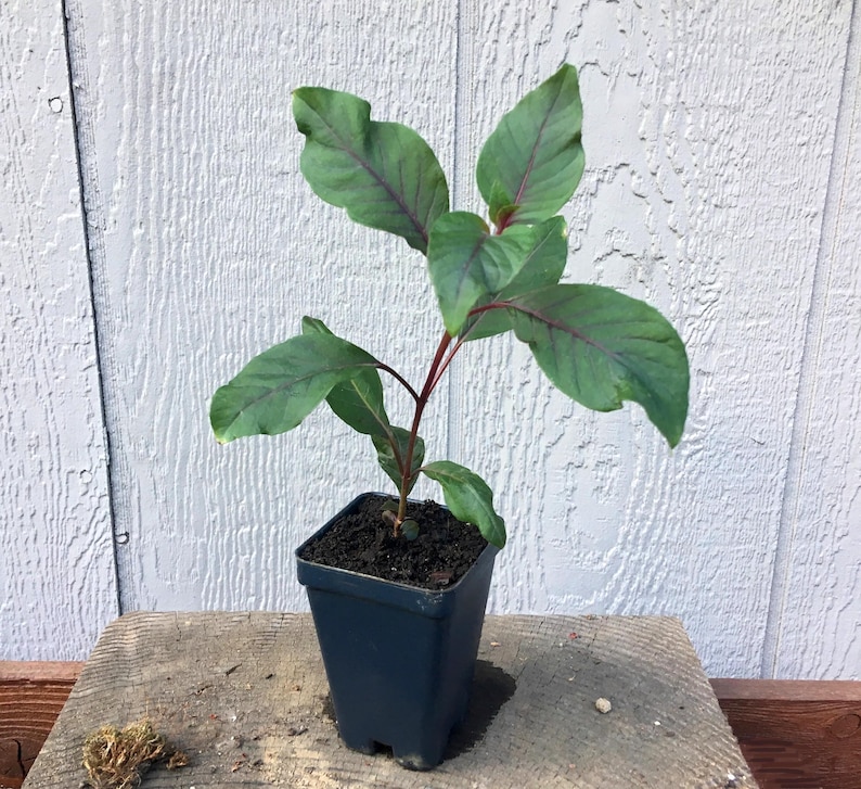 Fucsia Gartenmeister (Fuchsia triphylla), exótica flor naranja, favorita de los colibríes, planta de patio que ama la sombra, PLANTA VIVA EN MACETA imagen 6