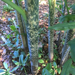 Dragon Arum (Dracunculus vulgaris) gothic exotic hardy perennial, rare tropical looking plant, easy to grow, 1 POTTED BULB afbeelding 4