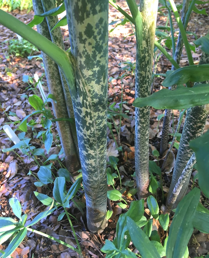 Dragon Arum (Dracunculus vulgaris) gothic exotic hardy perennial, rare tropical looking plant, easy to grow, 1 POTTED BULB afbeelding 4