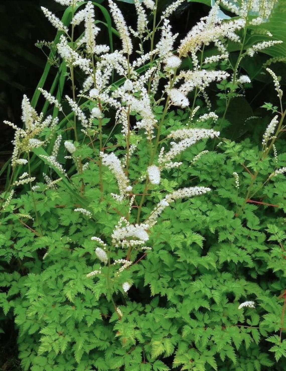 Goatsbeard Roots Dwarf Goat's Beard 'noble Spirits' (aruncus Aethusifolius) Hardy ...