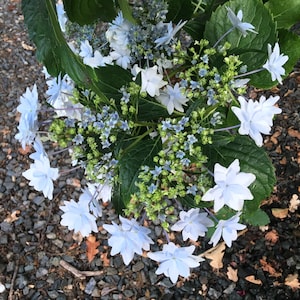 May include: A cluster of light blue hydrangea flowers with green leaves and buds. The flowers are in bloom and have a delicate, ruffled appearance.