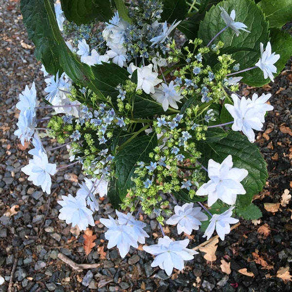 Hydrangea macrophylla 'Fuji Waterfall', Lacecap Big Leaf Hydrangea, Hortensia, summer flowering perennial, shrub easy to grow, POTTED PLANT