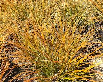 Sedge 'Prairie Fire' (Carex testacea) New Zealand Orange Sedge, ornamental grass for sun or shade, year-round interest, LIVE POTTED PLANT
