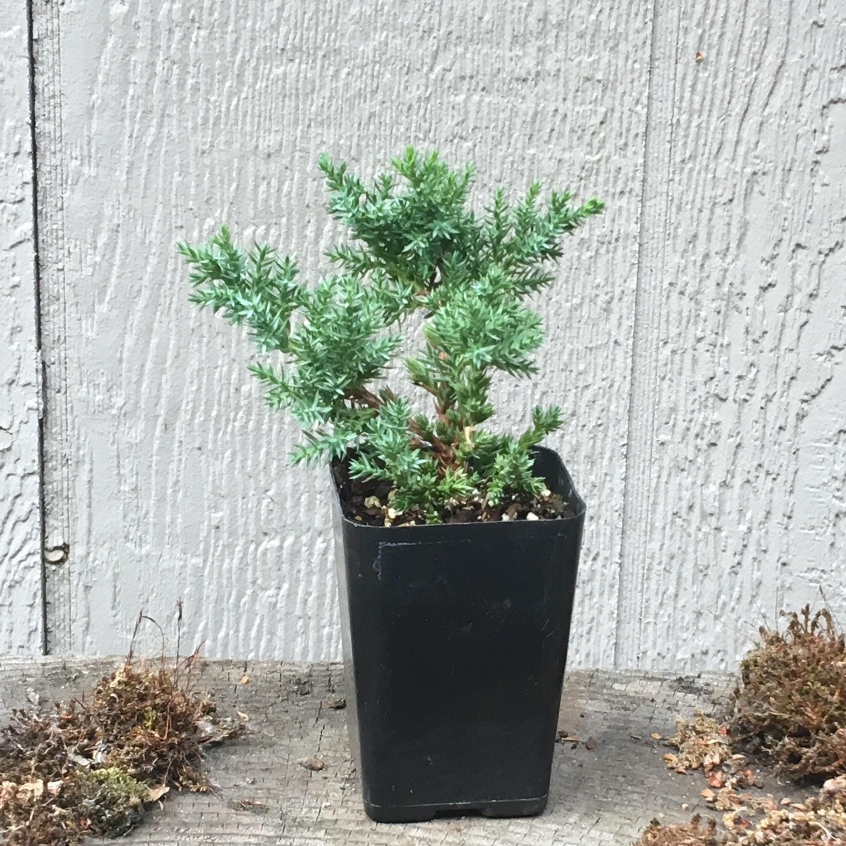 新品未使用　IBUKI JUNIPER il_1080xN.6199120763_oa4v.jpg