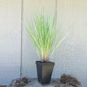 K&ouml;nnte beinhalten: Eine Topfpflanze mit gr&uuml;nem Gras und langen, d&uuml;nnen Bl&auml;ttern. Die Pflanze steht in einem schwarzen Plastiktopf und befindet sich auf einer Holzoberfl&auml;che.