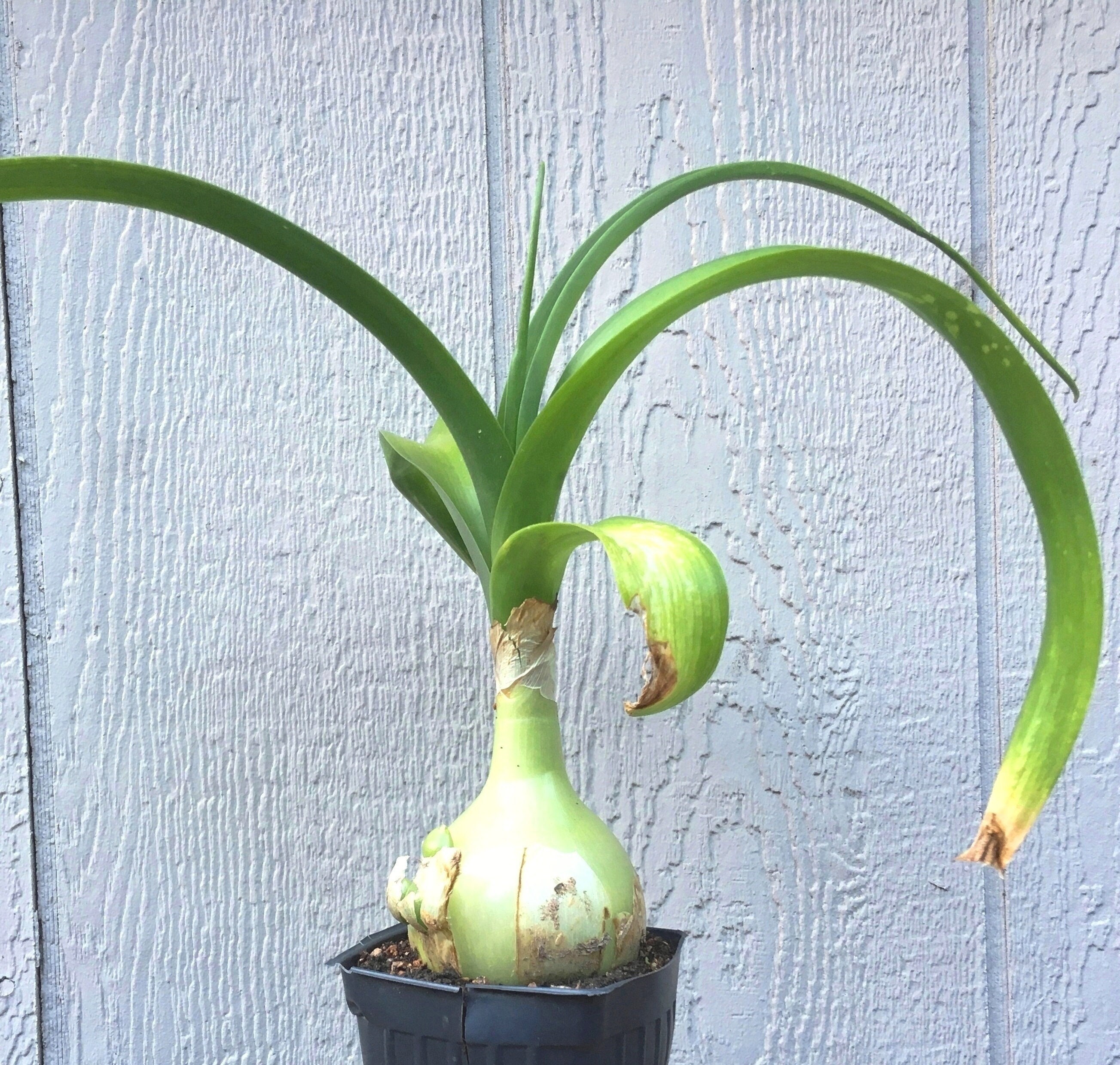 blue plant pot Blue Ceramic Mediterranean Bell Pot - Boho Ceramic Planter For Sale