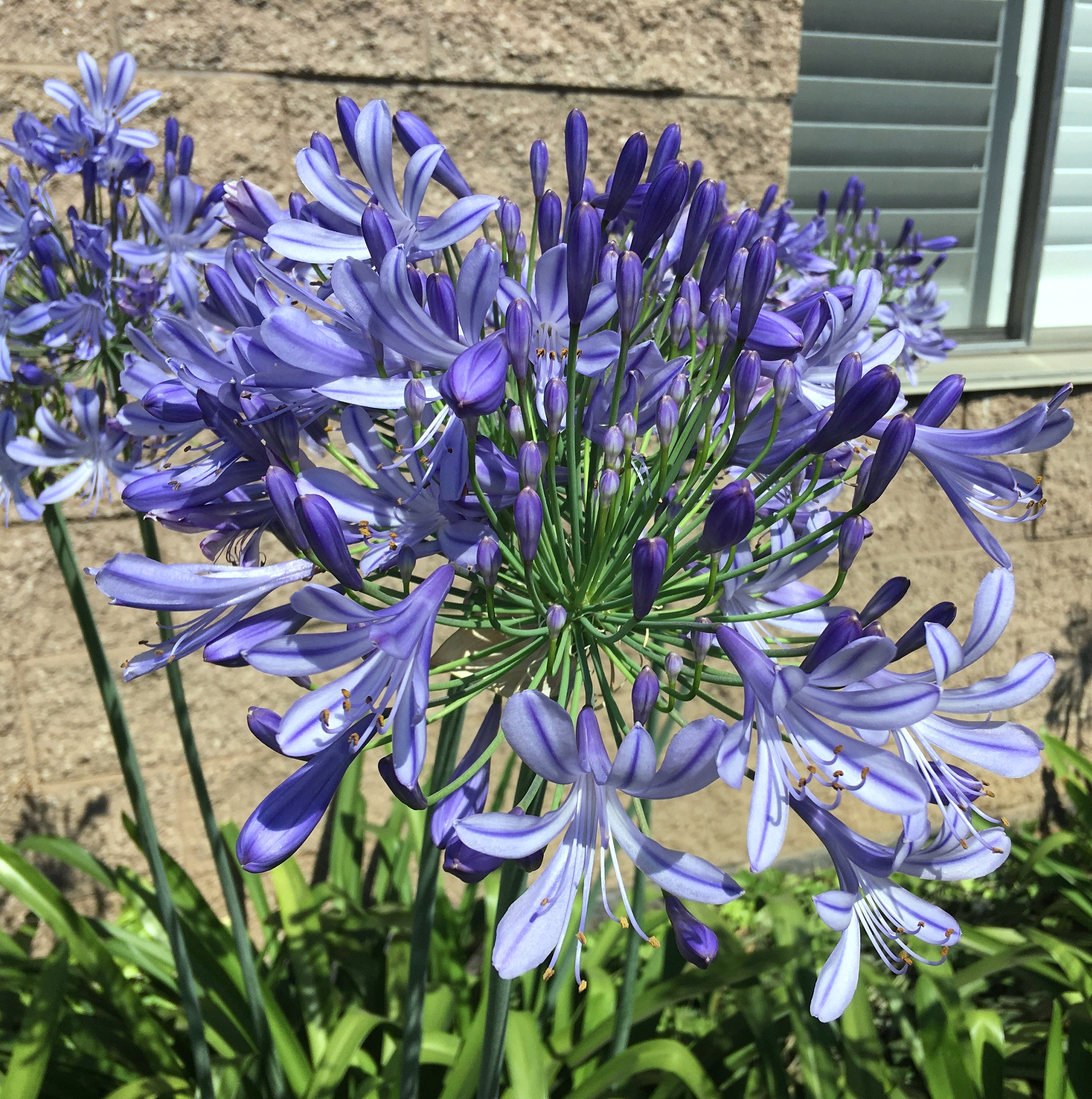 Blue Agapanthus, Lily of the Nile (agapanthus Africanus) African Lily