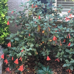 Fucsia Gartenmeister (Fuchsia triphylla), exótica flor naranja, favorita de los colibríes, planta de patio que ama la sombra, PLANTA VIVA EN MACETA imagen 2