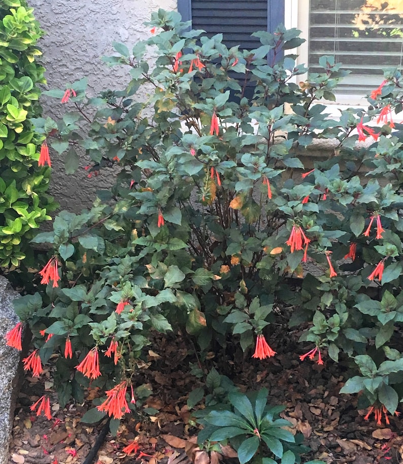 Fucsia Gartenmeister (Fuchsia triphylla), exótica flor naranja, favorita de los colibríes, planta de patio que ama la sombra, PLANTA VIVA EN MACETA imagen 2