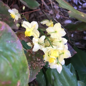 Epimedium versicolor Sulphureum, Bishop's Hat, Bicolor Barrenwort, Horny Goat Weed, Fairy Wings, groundcover for shade, LIVE POTTED PLANT